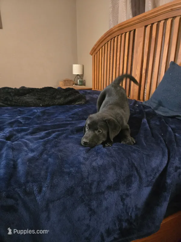 Black female – Labrador Retriever puppy for sale in Mechanicsville, MD