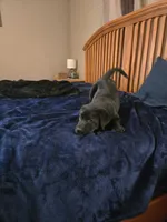 Black female, a female Labrador Retriever for sale in Mechanicsville, MD – 1 of 3