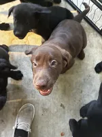 Chocolate male, a male Labrador Retriever for sale in Mechanicsville, MD – 2 of 4