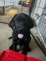 Black male, a male Labrador Retriever for sale in Mechanicsville, MD – 1 of 1