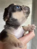 Santos, a male French Bulldog for sale in Chicago, IL – Photo 2 of 4