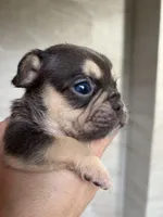 Santos, a male French Bulldog for sale in Chicago, IL – Photo 1 of 4