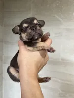 Santos, a male French Bulldog for sale in Chicago, IL – Photo 3 of 4