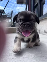 Male French Bulldog Puppy – Thick Build – AKC – Chicago, a male French Bulldog for sale in Chicago, IL – Photo 3 of 4