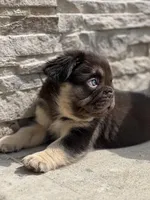 Male French Bulldog Puppy – Thick Build – AKC – Chicago, a male French Bulldog for sale in Chicago, IL – Photo 2 of 4