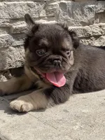 Male French Bulldog Puppy – Thick Build – AKC – Chicago, a male French Bulldog for sale in Chicago, IL – Photo 4 of 4