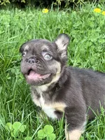Female French Bulldog Puppy – Sweet & Compact – Chicago, a female French Bulldog for sale in Chicago, IL – Photo 4 of 4