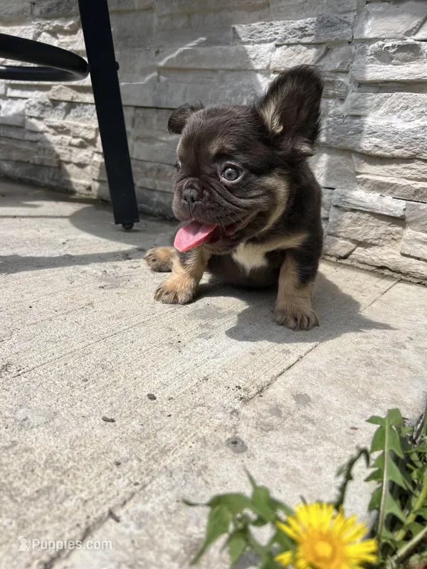 Female French Bulldog Puppy – Sweet & Compact – Chicago – French Bulldog puppy for sale in Chicago, IL