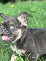 Female French Bulldog Chicago , a female French Bulldog for sale in Chicago, IL – Photo 3 of 4