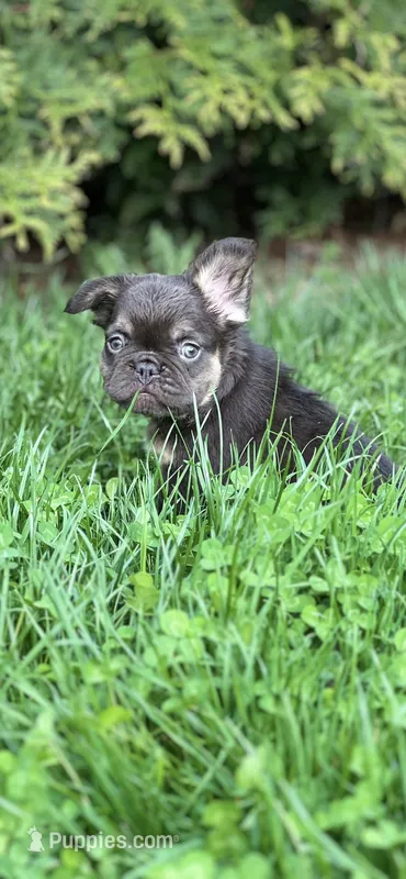 Female French Bulldog Chicago  – French Bulldog puppy for sale in Chicago, IL