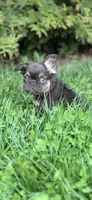 Female French Bulldog Chicago , a female French Bulldog for sale in Chicago, IL – Photo 1 of 4