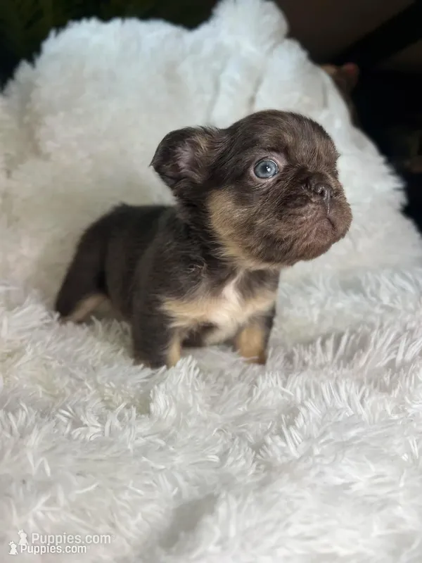 Fluffy French Bulldog Female “Chanel” – AKC – Chicago – French Bulldog puppy for sale in Chicago, IL