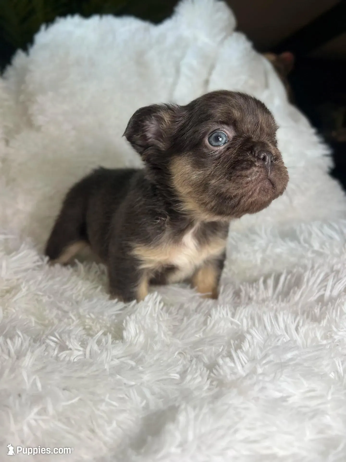 Fluffy French Bulldog Female “Chanel” – AKC – Chicago, a female French Bulldog for sale in Chicago, IL – Photo 1 of 3