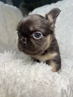 Fluffy French Bulldog Female “Chanel” – AKC – Chicago, a female French Bulldog for sale in Chicago, IL – Photo 3 of 3