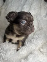Fluffy French Bulldog Female “Chanel” – AKC – Chicago, a female French Bulldog for sale in Chicago, IL – Photo 2 of 3