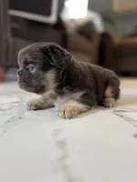 Fluffy French Bulldog Male “Saint” – AKC – Chicago, a male French Bulldog for sale in Chicago, IL – Photo 3 of 4