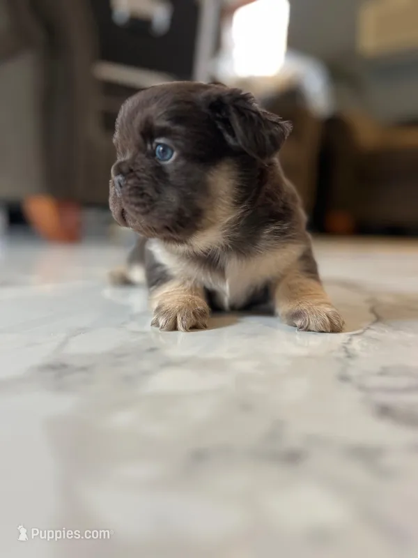 Fluffy French Bulldog Male “Saint” – AKC – Chicago – French Bulldog puppy for sale in Chicago, IL