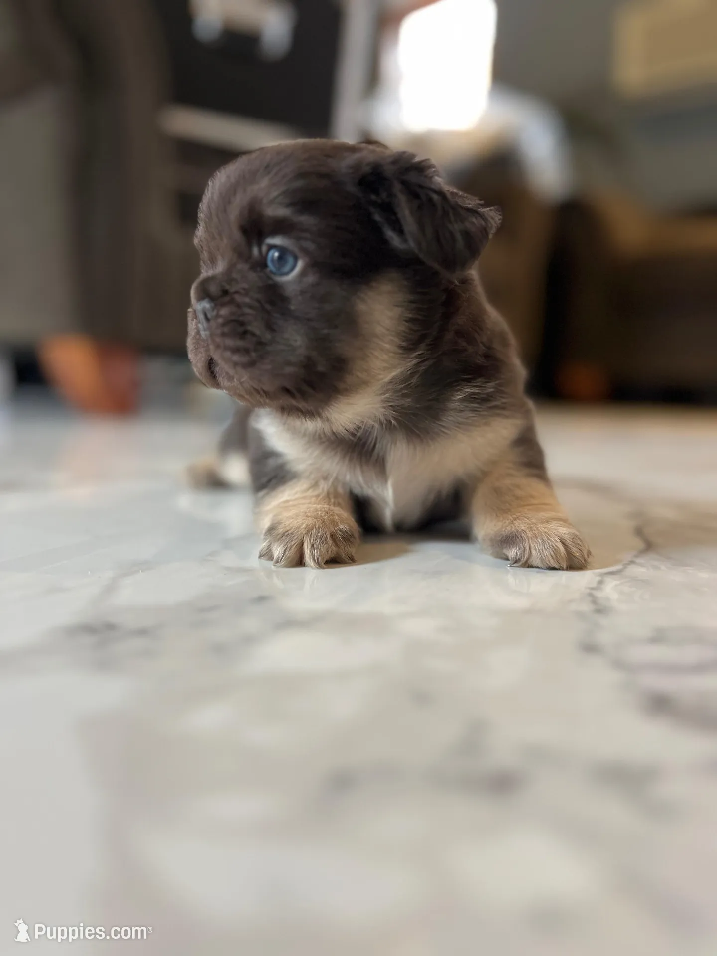 Fluffy French Bulldog Male “Saint” – AKC – Chicago, a male French Bulldog for sale in Chicago, IL – Photo 1 of 4