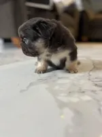 Fluffy French Bulldog Male “Saint” – AKC – Chicago, a male French Bulldog for sale in Chicago, IL – Photo 4 of 4