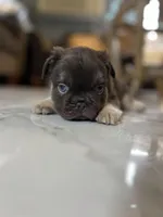 Fluffy French Bulldog Male “Saint” – AKC – Chicago, a male French Bulldog for sale in Chicago, IL – Photo 2 of 4