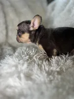 Male Frenchie Puppy Near Milwaukee, a male French Bulldog for sale in Chicago, IL – Photo 2 of 3