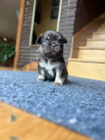 CALI, a male French Bulldog for sale in Chicago, IL – Photo 3 of 5