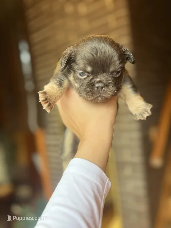 CALI – French Bulldog puppy for sale in Chicago, IL