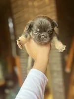 CALI, a male French Bulldog for sale in Chicago, IL – Photo 1 of 5