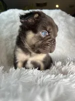 Fluffy French Bulldog Male “Dior” – AKC – Chicago, a male French Bulldog for sale in Chicago, IL – Photo 3 of 3