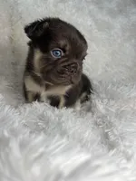 Fluffy French Bulldog Male “Dior” – AKC – Chicago, a male French Bulldog for sale in Chicago, IL – Photo 2 of 3