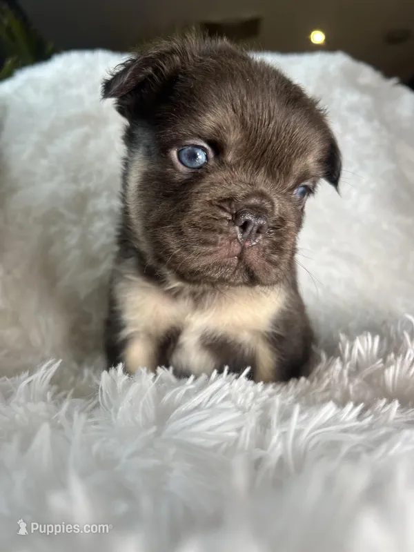 Fluffy French Bulldog Male “Dior” – AKC – Chicago – French Bulldog puppy for sale in Chicago, IL