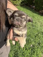 Male French Bulldog Puppy – Chicago, a male French Bulldog for sale in Chicago, IL – Photo 2 of 3