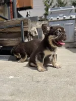 Male French Bulldog Puppy – Chicago, a male French Bulldog for sale in Chicago, IL – Photo 3 of 3