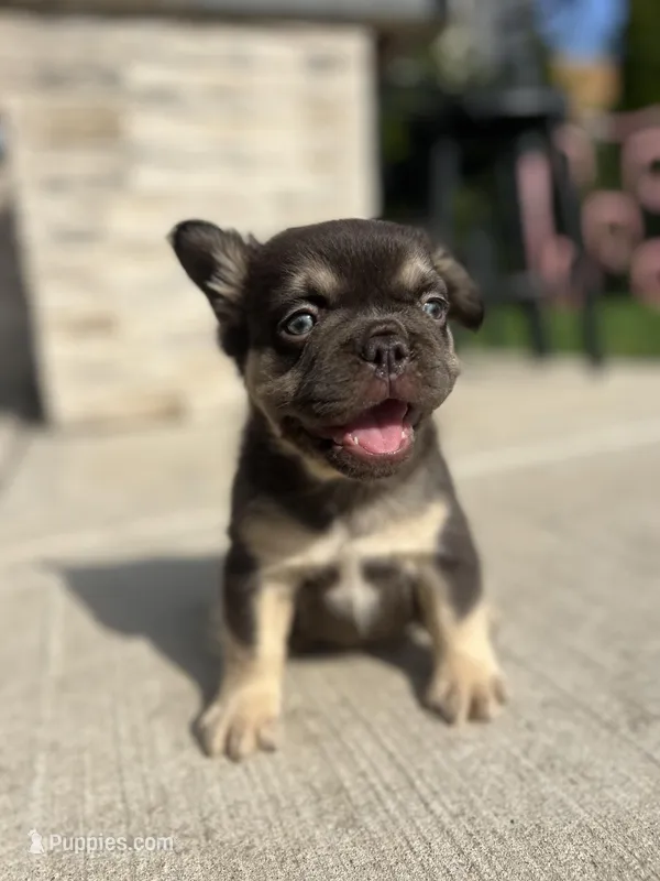Male French Bulldog Puppy – Chicago – French Bulldog puppy for sale in Chicago, IL