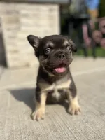 Male French Bulldog Puppy – Chicago, a male French Bulldog for sale in Chicago, IL – Photo 1 of 3
