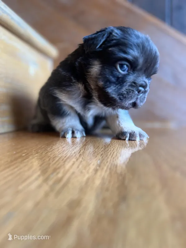 RIO – French Bulldog puppy for sale in Chicago, IL