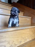 RIO, a male French Bulldog for sale in Chicago, IL – Photo 5 of 5