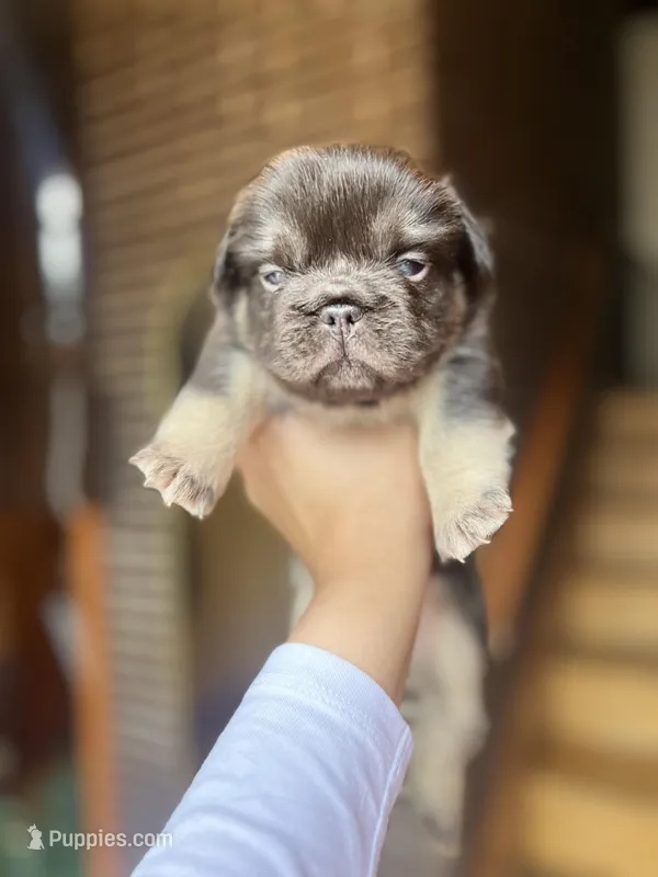 Male Frenchie Fluffy  Chicago – French Bulldog puppy for sale in Chicago, IL