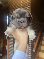 Male Frenchie Fluffy  Chicago, a male French Bulldog for sale in Chicago, IL – Photo 3 of 3