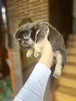 Male Frenchie Fluffy  Chicago, a male French Bulldog for sale in Chicago, IL – Photo 2 of 3