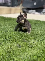 Fluffy Female French Bulldog Chicago, IL, a female French Bulldog for sale in Chicago, IL – Photo 3 of 3
