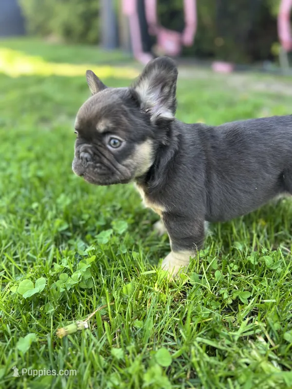 Fluffy Female French Bulldog Chicago, IL – French Bulldog puppy for sale in Chicago, IL