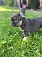 Fluffy Female French Bulldog Chicago, IL, a female French Bulldog for sale in Chicago, IL – Photo 1 of 3