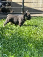 Fluffy Female French Bulldog Chicago, IL, a female French Bulldog for sale in Chicago, IL – Photo 2 of 3