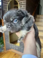 Female Frenchie Fluffy Chicago, a male French Bulldog for sale in Chicago, IL – Photo 3 of 3