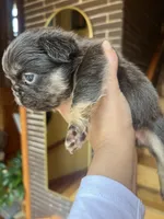 Female Frenchie Fluffy Chicago, a male French Bulldog for sale in Chicago, IL – Photo 2 of 3