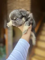 Female Frenchie Fluffy Chicago, a male French Bulldog for sale in Chicago, IL – Photo 1 of 3