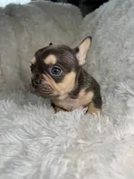 Male French bulldog Puppy , a male French Bulldog for sale in Chicago, IL – Photo 3 of 3