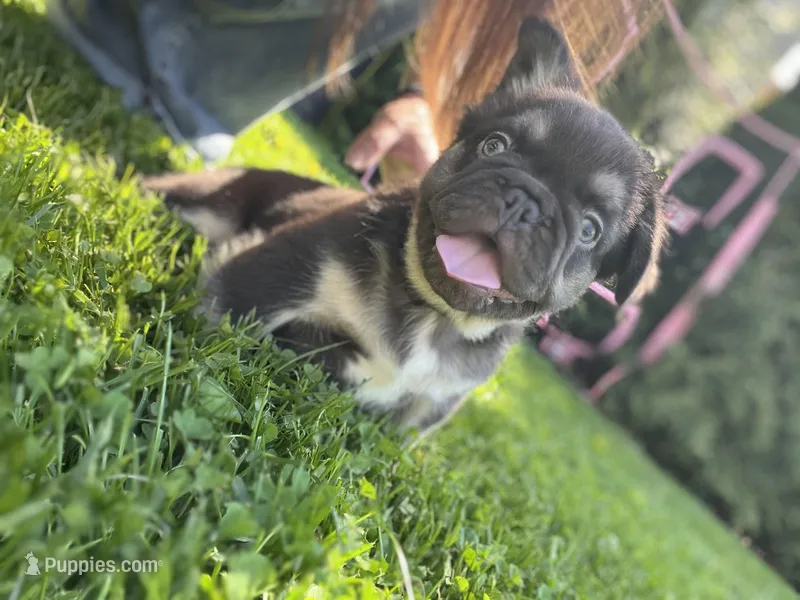 Dior -fluffy frenchie 9 weeks – French Bulldog puppy for sale in Chicago, IL