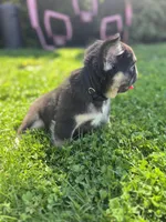 Dior -fluffy frenchie 9 weeks, a male French Bulldog for sale in Chicago, IL – Photo 3 of 3